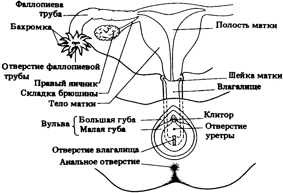 Наружные женские половые органы, женские вторичные половые признаки